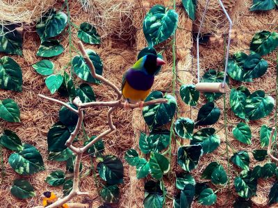 Aviary Gouldian Finch